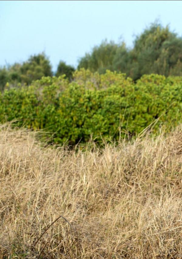 BlueMen-259--EbookVideo-