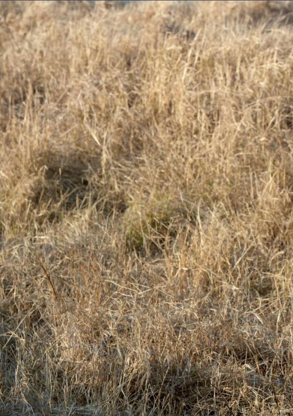 BlueMen-259--EbookVideo-