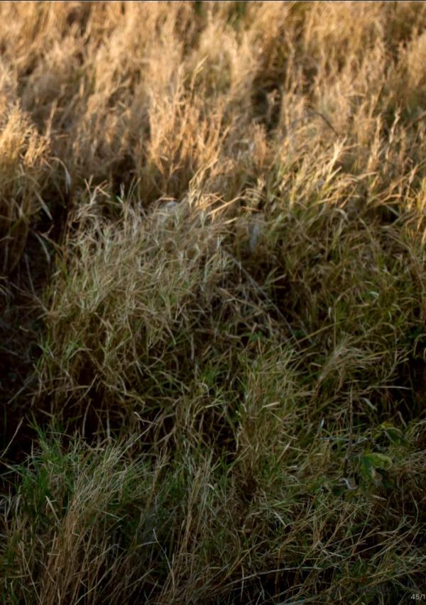 BlueMen-259--EbookVideo-