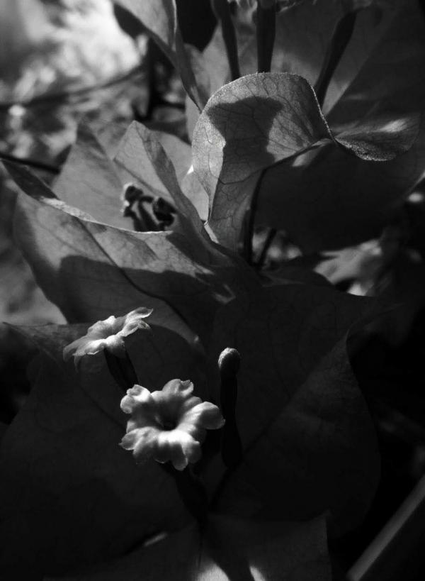 Homme-vol1--Silveron