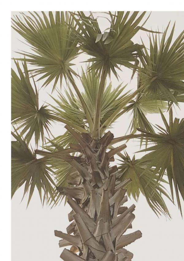 Junior-by-Brothers-2---Mr.-Korn