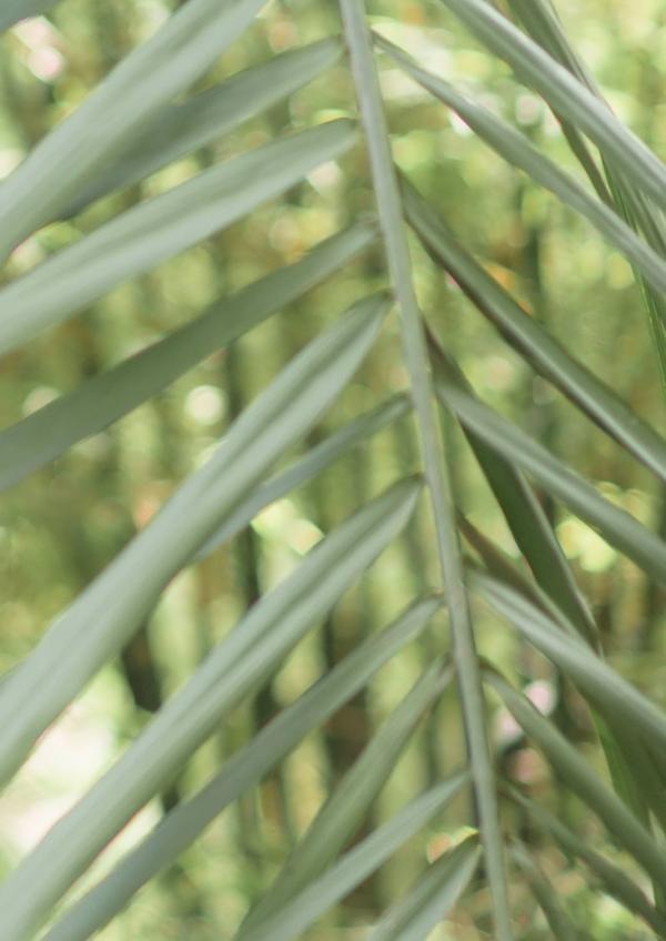 Junior-by-Brothers-2---Mr.-Korn