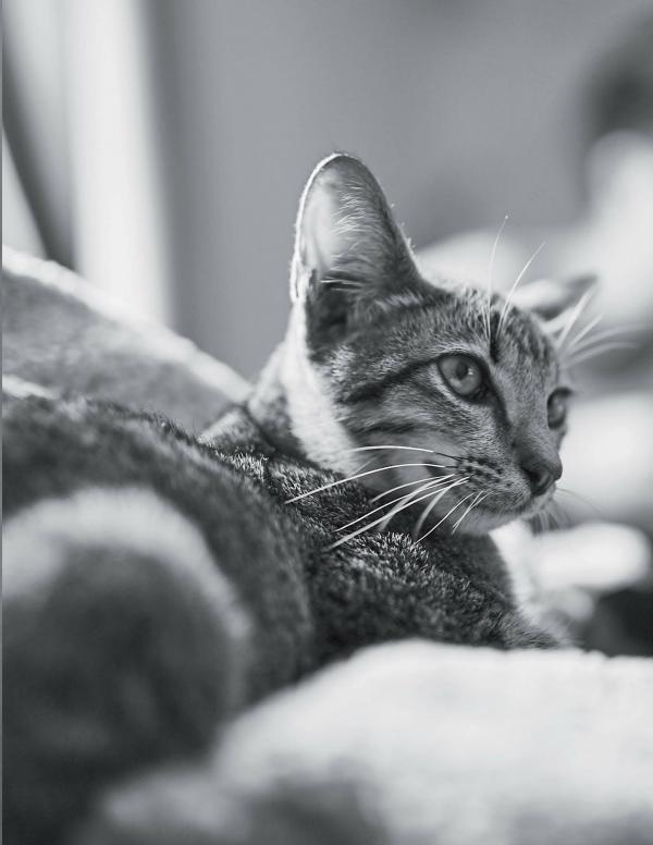 Nogrid-Men-Issue-01---Arm