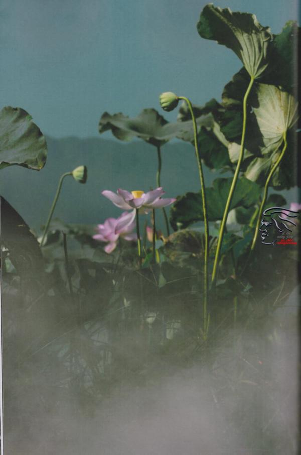 PHOTO-SET--任东風---新古典中國風寫真集