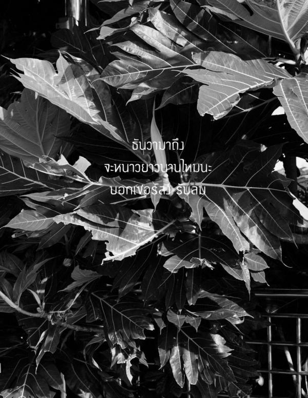 RareRoot-Issue-01---Nut