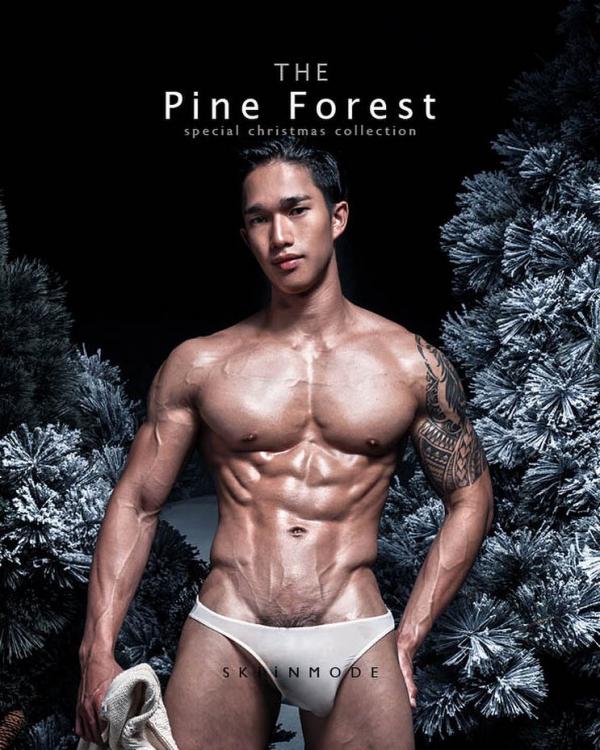 The-Pine-Forest--Special-Christmas-Collection