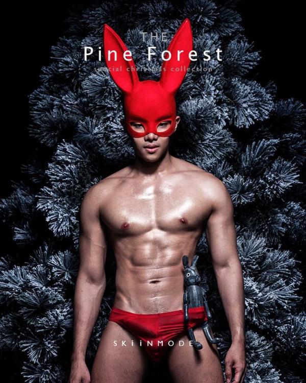 The-Pine-Forest--Special-Christmas-Collection