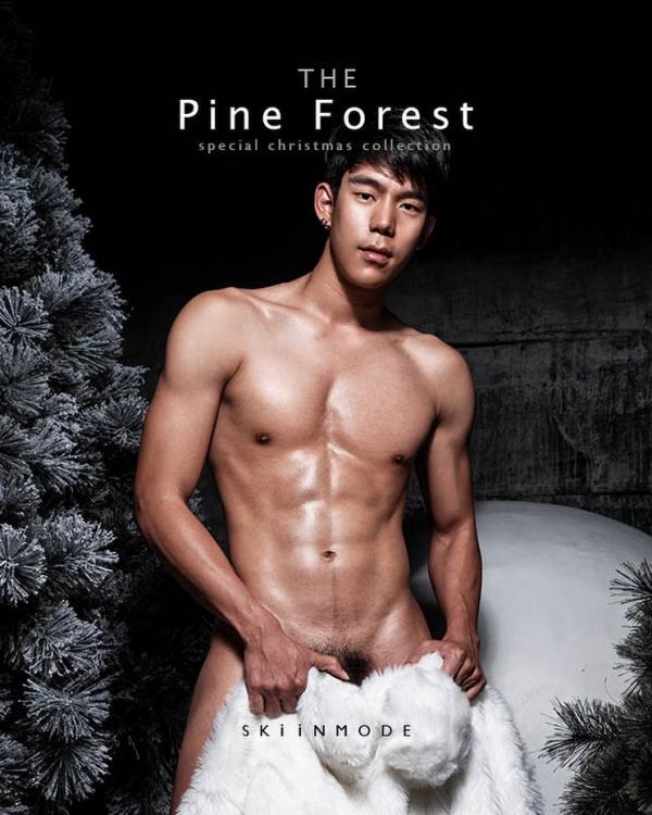 The-Pine-Forest--Special-Christmas-Collection