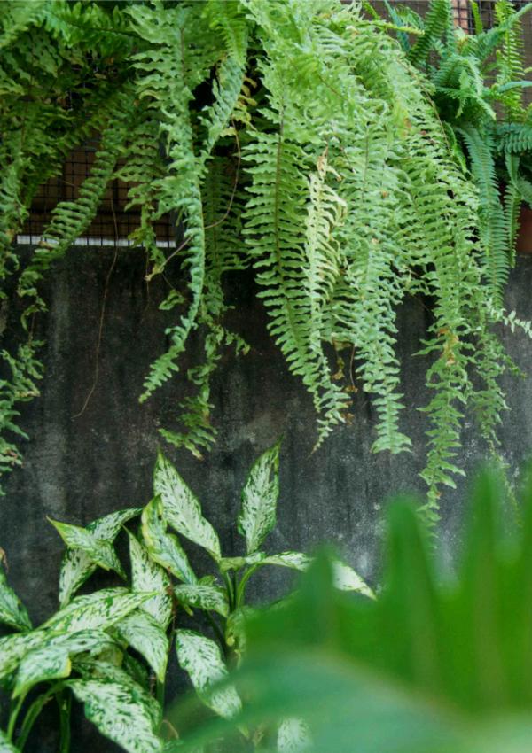 WhoseMan-85--EbookVideo-