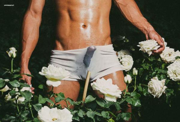 XPERIMENT--Rose-Garden