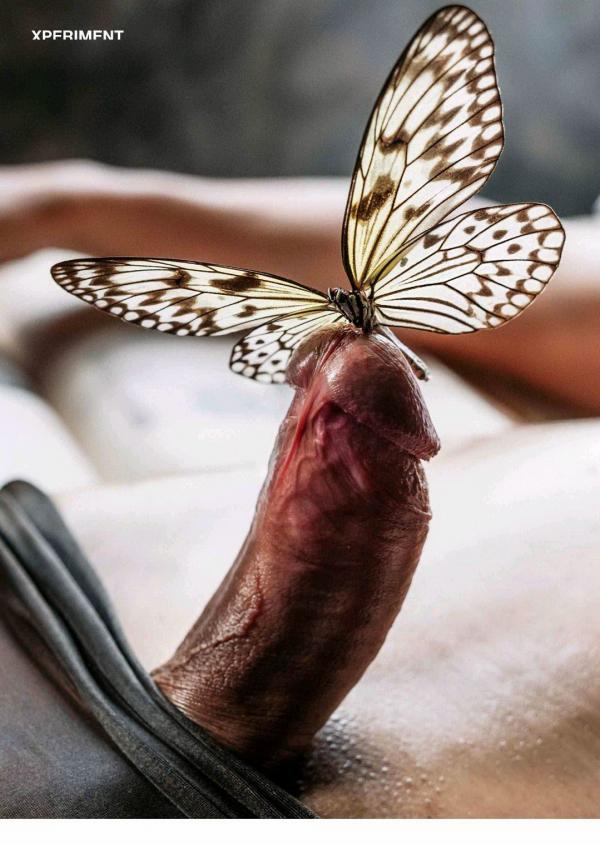 XPERIMENT-10--The-Entomologist